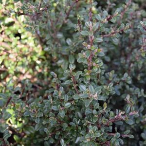 Cotoneaster microphyllus 20-30 cm